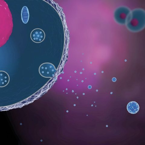 exosome diagram purple